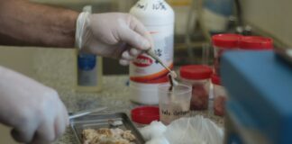 Investigadores avanzan en la caracterización de la tuberculosis en búfalos del Nordeste argentino