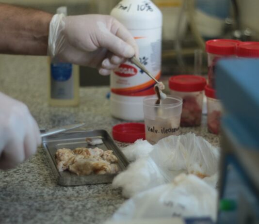 Investigadores avanzan en la caracterización de la tuberculosis en búfalos del Nordeste argentino