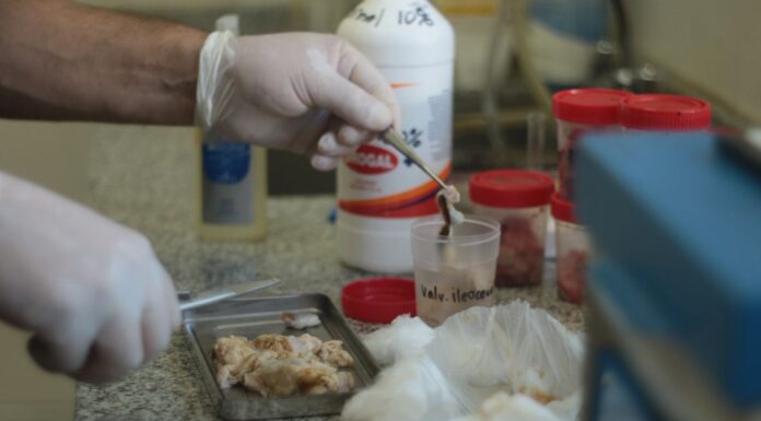 Investigadores avanzan en la caracterización de la tuberculosis en búfalos del Nordeste argentino