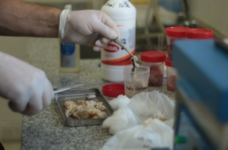 Investigadores avanzan en la caracterización de la tuberculosis en búfalos del Nordeste argentino