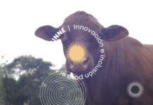 Demuestran el aprovechamiento nutricional del glicerol para engorde vacuno