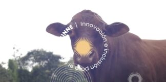 Demuestran el aprovechamiento nutricional del glicerol para engorde vacuno