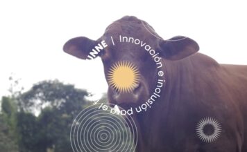 Demuestran el aprovechamiento nutricional del glicerol para engorde vacuno