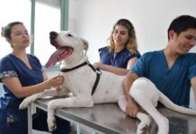 Máxima acreditación de CONEAU para la Especialización en Clínica de Animales de Compañía de la UNNE