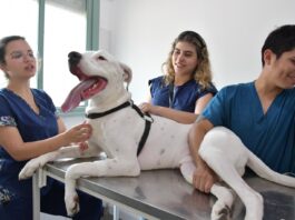 Máxima acreditación de CONEAU para la Especialización en Clínica de Animales de Compañía