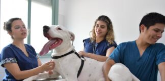 POSGRADO Máxima acreditación de CONEAU para la Especialización en Clínica de Animales de Compañía