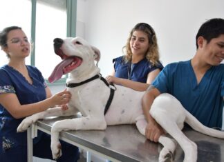 POSGRADO Máxima acreditación de CONEAU para la Especialización en Clínica de Animales de Compañía