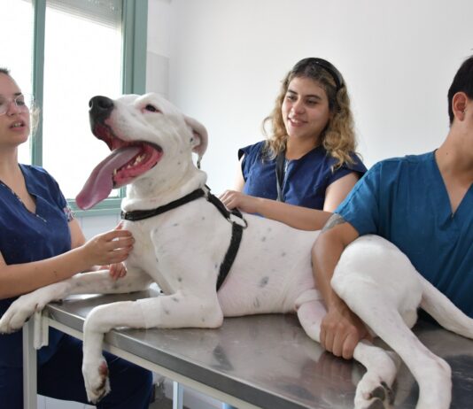 Máxima acreditación de CONEAU para la Especialización en Clínica de Animales de Compañía