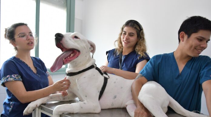 Máxima acreditación de CONEAU para la Especialización en Clínica de Animales de Compañía de la UNNE