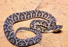 ENTREVISTA A ESPECIALISTA DE LA UNNE Serpientes: como diferenciar especies venenosas y prevenir mordeduras