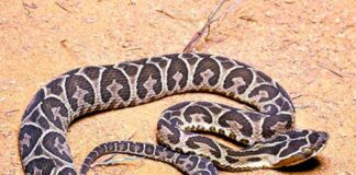 ENTREVISTA A ESPECIALISTA DE LA UNNE Serpientes: como diferenciar especies venenosas y prevenir mordeduras