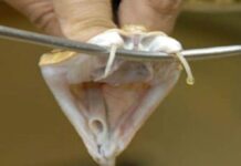 Mordedura de yarará: evalúan si el Plasma rico en Factores de Crecimiento repara los daños musculares producidos por el veneno