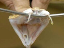 Mordedura de yarará: evalúan si el Plasma rico en Factores de Crecimiento repara los daños musculares producidos por el veneno