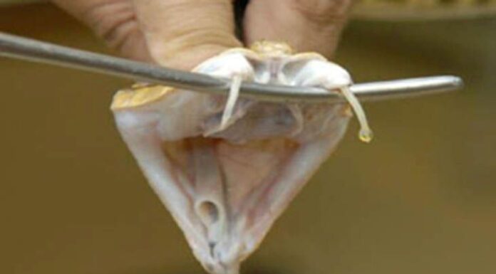 Mordedura de yarará: evalúan si el Plasma rico en Factores de Crecimiento repara los daños musculares producidos por el veneno