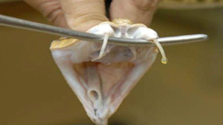 Mordedura de yarará: evalúan si el Plasma rico en Factores de Crecimiento repara los daños musculares producidos por el veneno