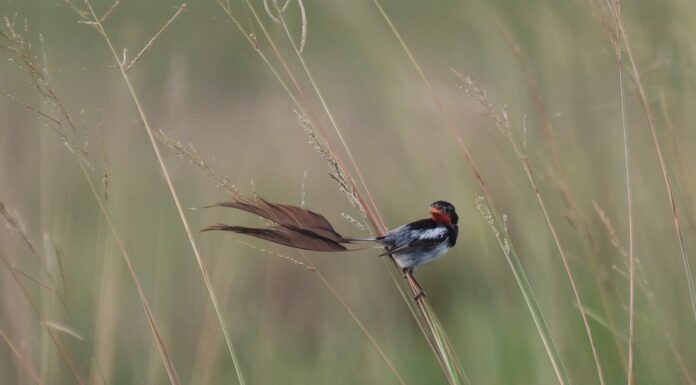 CECOAL Esteros del Iberá: aprueban proyecto para contribuir a la conservación de aves amenazadas de pastizal
