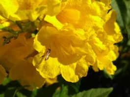 “Yateí”, la abeja nativa sin aguijón que representa una excelente opción para diversificar la producción de miel