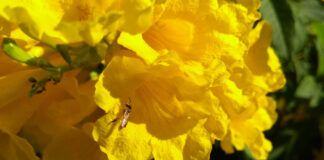 “Yateí”, la abeja nativa sin aguijón que representa una excelente opción para diversificar la producción de miel