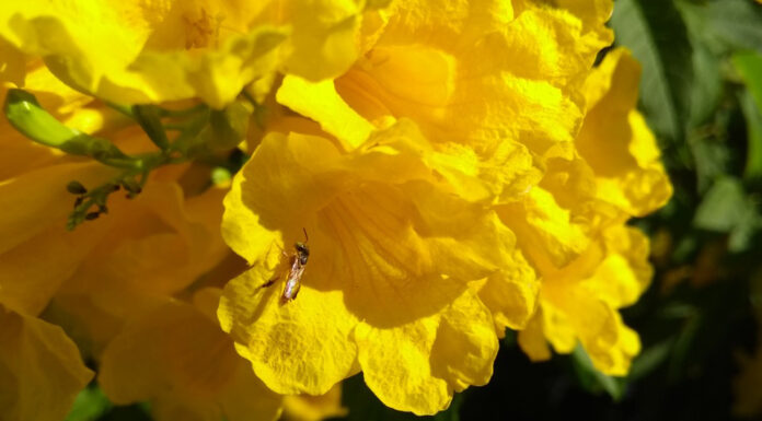 “Yateí”, la abeja nativa sin aguijón que representa una excelente opción para diversificar la producción de miel