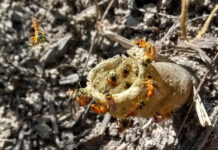 AVANCES PRELIMINARES Mediante técnicas quimiométricas, buscan diferenciar la miel de Yateí según su origen geográfico