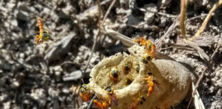 AVANCES PRELIMINARES Mediante técnicas quimiométricas, buscan diferenciar la miel de Yateí según su origen geográfico