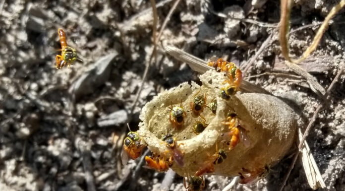 AVANCES PRELIMINARES Mediante técnicas quimiométricas, buscan diferenciar la miel de Yateí según su origen geográfico