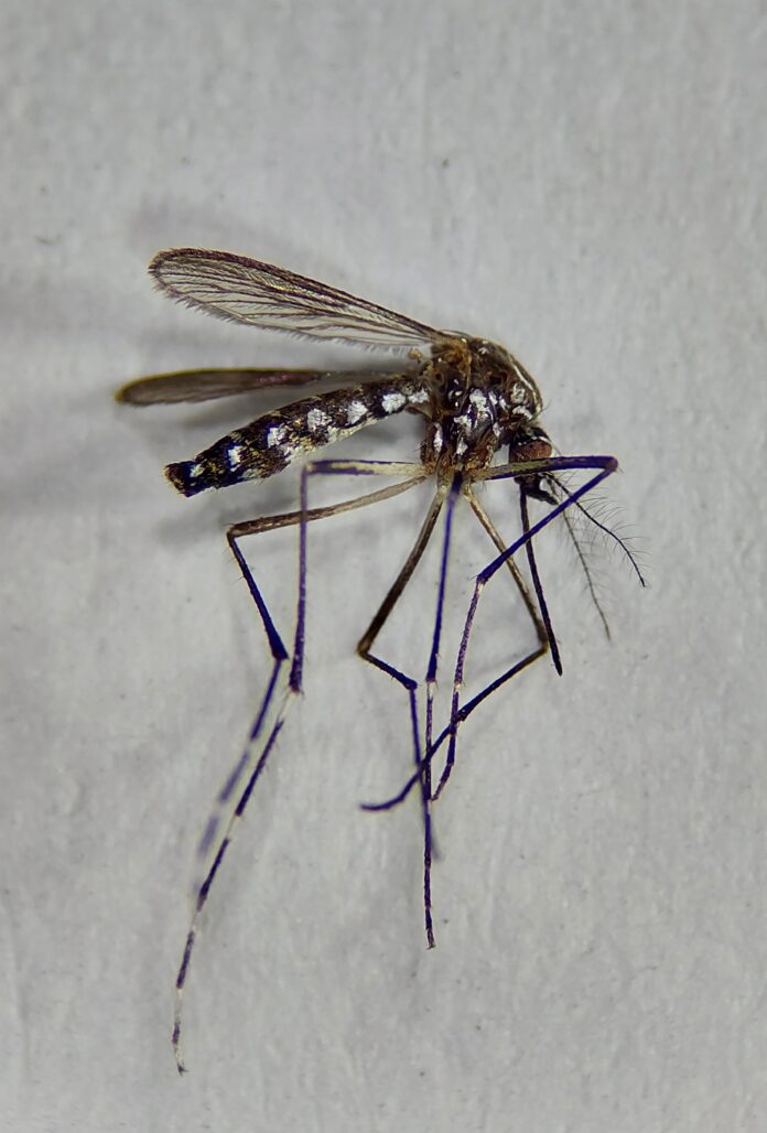 aedes2