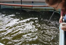 PROYECTO DE LA UNNE Biofloc: con buenos resultados evalúan un sistema innovador y sostenible para la cría de sábalos