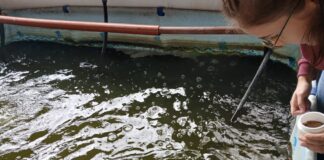 PROYECTO DE LA UNNE Biofloc: con buenos resultados evalúan un sistema innovador y sostenible para la cría de sábalos