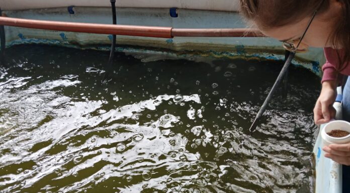 PROYECTO DE LA UNNE Biofloc: con buenos resultados evalúan un sistema innovador y sostenible para la cría de sábalos