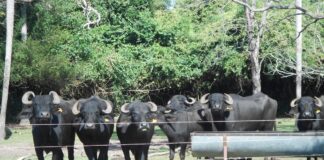 CIENCIA Y DESARROLLO Mejoran la composición nutricional de la leche y queso de búfalas alimentadas con aceites de girasol y de pescado