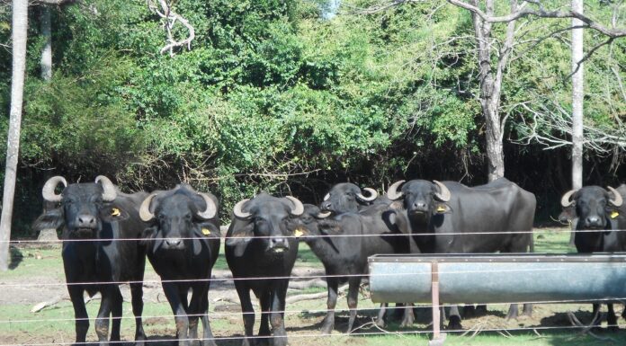 CIENCIA Y DESARROLLO Mejoran la composición nutricional de la leche y queso de búfalas alimentadas con aceites de girasol y de pescado