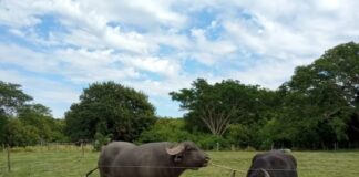 Evalúan desempeño de técnicas diagnósticas de Brucelosis en búfalos