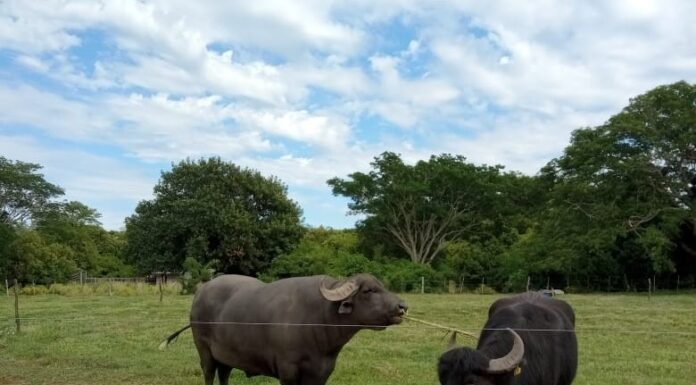 Evalúan desempeño de técnicas diagnósticas de Brucelosis en búfalos