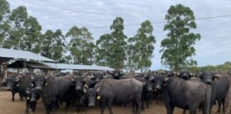 NUEVA PROPUESTA DE ESPECIALIZACIÓN EN LA FACULTAD DE VETERINARIA Búfalos: la UNNE apuesta a la especialización de profesionales de Latinoamérica