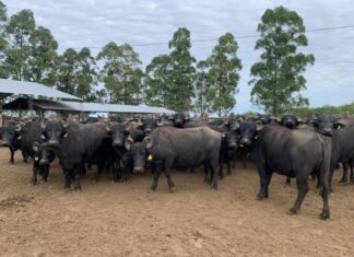 NUEVA PROPUESTA DE ESPECIALIZACIÓN EN LA FACULTAD DE VETERINARIA Búfalos: la UNNE apuesta a la especialización de profesionales de Latinoamérica