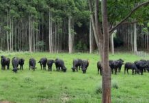 La UNNE reedita una propuesta que aportó especialistas en producción bubalina en la región