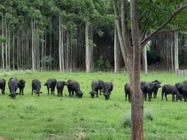 La UNNE reedita una propuesta que aportó especialistas en producción bubalina en la región