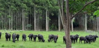 La UNNE reedita una propuesta que aportó especialistas en producción bubalina en la región