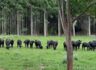 La UNNE reedita una propuesta que aportó especialistas en producción bubalina en la región