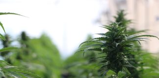 Presentaron el proyecto Caá Cannabis, del que participan investigadores de la UNNE