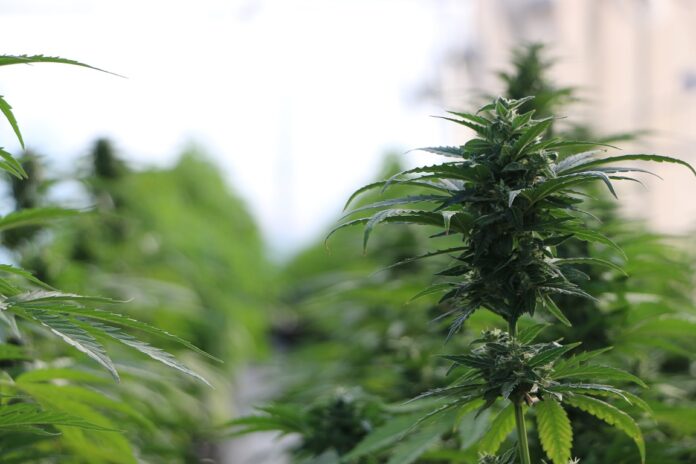 Presentaron el proyecto Caá Cannabis, del que participan investigadores de la UNNE