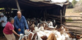 Extensión Universitaria Investigación sobre Brucelosis en Cabras en el Impenetrable Chaqueño arroja un resultado llamativo