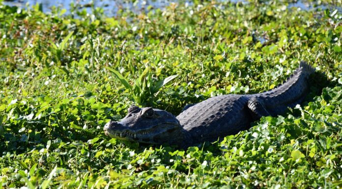 Estudio de la UNNE aporta una descripción detallada del esqueleto poscraneal del yacaré negro