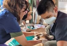 CATALINA MANCEDO, COORDINADORA DE EDUCACIÓN AMBIENTAL DEL CENTRO AGUARÁ «La Costanera es el lugar donde más problemas de convivencia con los yacarés tenemos»