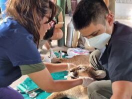 «La Costanera es el lugar donde más problemas de convivencia con los yacarés tenemos»