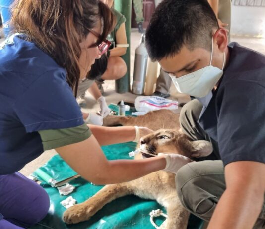 «La Costanera es el lugar donde más problemas de convivencia con los yacarés tenemos»