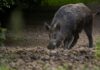 Identifican patrones de distribución actual y potencial de cerdos asilvestrados en el Iberá