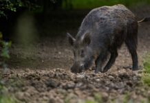 Identifican patrones de distribución actual y potencial de cerdos asilvestrados en el Iberá