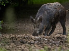 Identifican patrones de distribución actual y potencial de cerdos asilvestrados en el Iberá